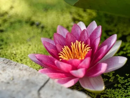 Seeking The Inner Mysteries At 40 Hz