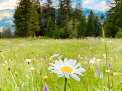 SEER Music - Samadhi