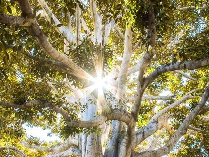 Self-Abandonment - Love Note "Don't Leaf Yourself"