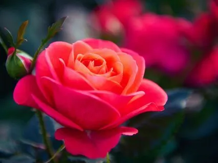 Nervous System Reset And Self-Acceptance Yoga Nidra