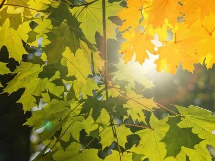 Self-acceptance Isn’t Giving Up