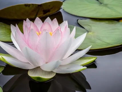 Self-Acknowledging Grace