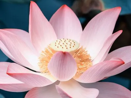 Self-Belief Subconscious Reprogramming