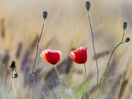 Self-Care Contemplation