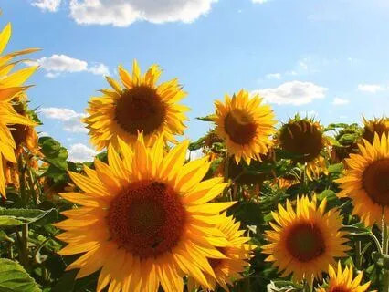 Overwhelm Release Self Care Day 2