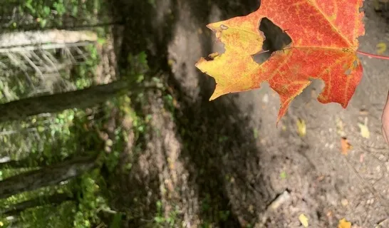 Self-Care Elements: Grounding & Intention 