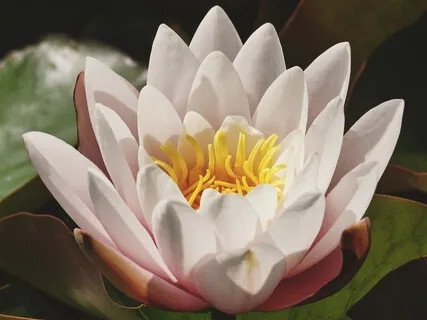 Self-Care For The Crown Chakra