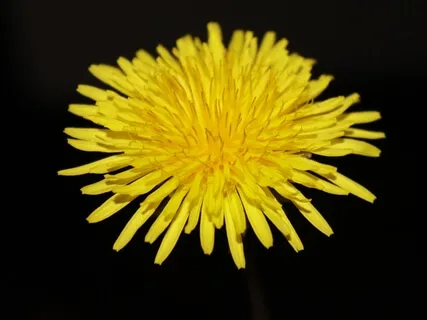 Self-Care For The Solar Plexus