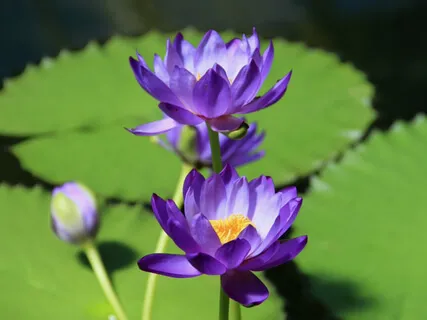 Self Care Meditation: I Bless Myself