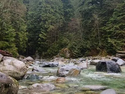 Self Check-In Meditation