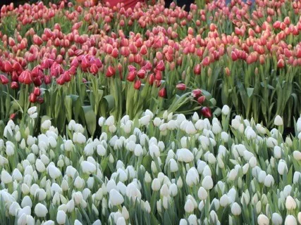 Self-Compassion Amid Chaos