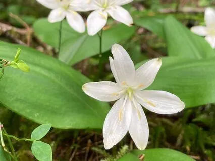 Self Compassion: An Embodied Inquiry