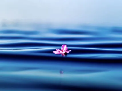 Self-Compassion & Being With Difficult Emotions (MBCT)