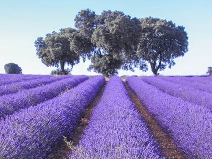 Self-Compassion And Kindness Meditation