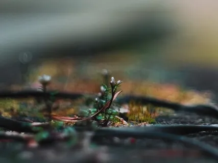 Self-Compassion And Loving-Kindness