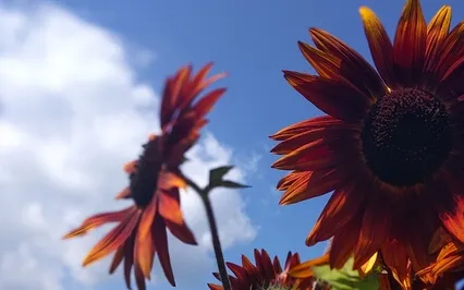 Self Compassion Break 