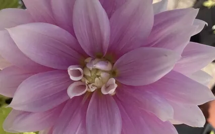 Self Compassion Break