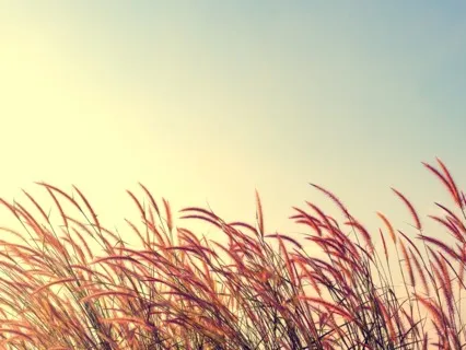 Self Compassion Break 