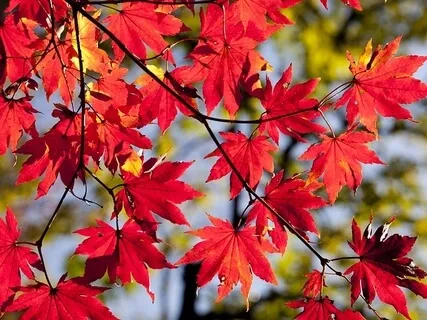 Self-Compassion Break