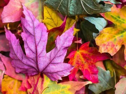 Self-Compassion Break For Shame