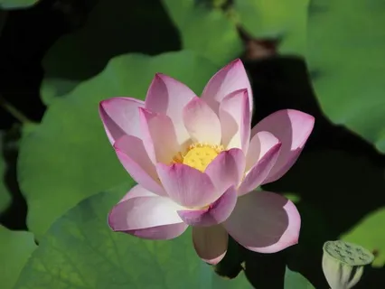 Self-Compassion Break For Stressful Times