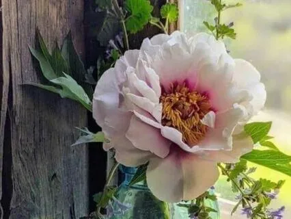 Self Compassion Break