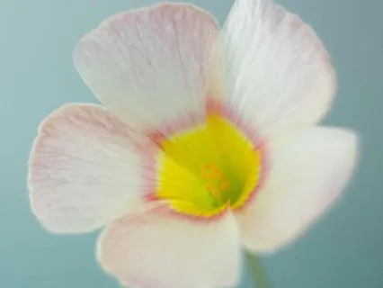 Self-Compassion Break