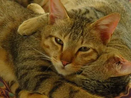 Self-Compassion Break