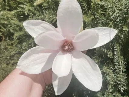 Self Compassion Exercise