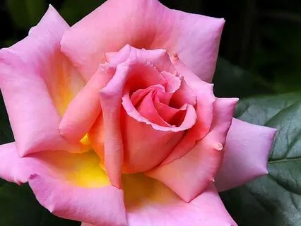 Self-Compassion & Loving-Kindness For Difficult Times