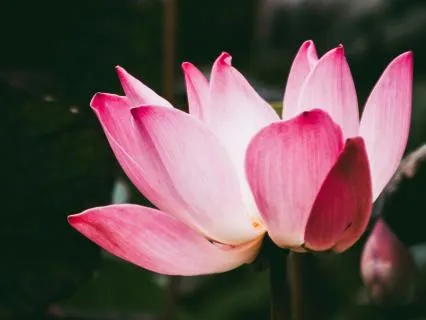 Self-Compassion For Challenging Times