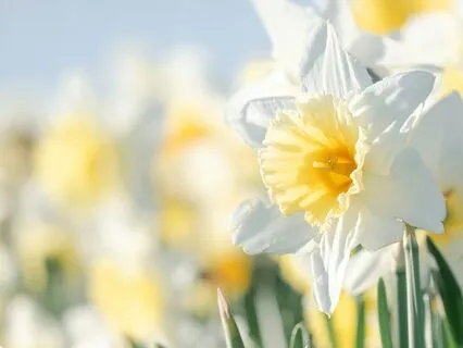 Self-Compassion For Narcissistic Traits