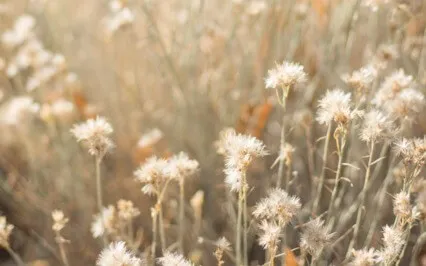 Self-Compassion Guided Meditation