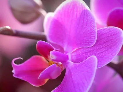 Self-Compassion Meditation: A Little Self-Love Boost