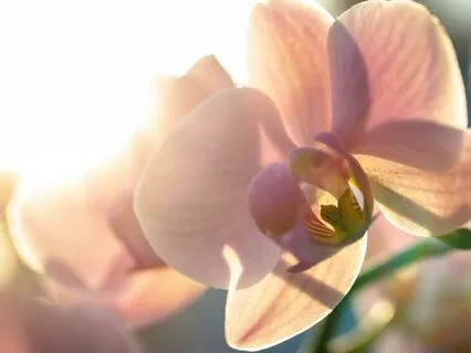 Self-Compassion Meditation For Wise, Beautiful Speech