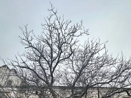 Self-Compassion Meditation