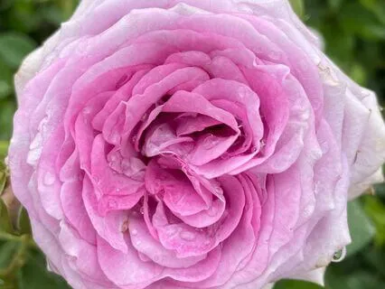 Self-Compassion Meditation