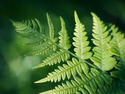 Karuna: Self-Compassion For Chronic Pain