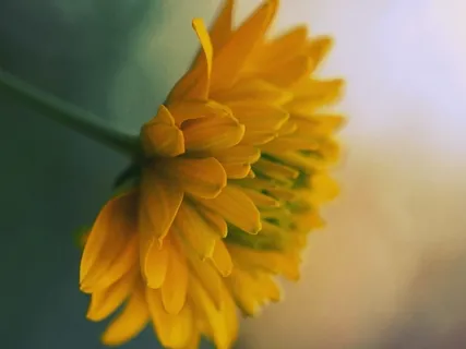 Self-Compassion, Thank You, I Receive It 