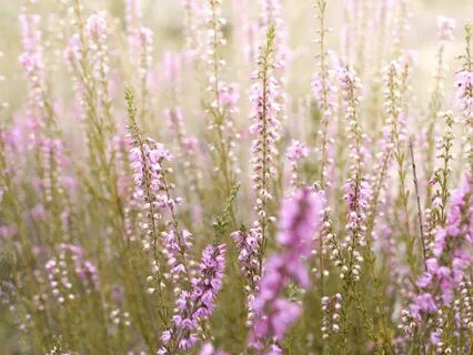 Be Like A Buddha: Compassionate Intention Toward All