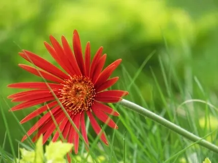 Self Compassionate And Connected To Nature