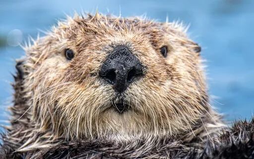 Self-Confidence Journey With Spirit Guide Otter