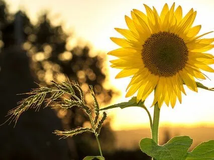 Self-Confidence Meditation