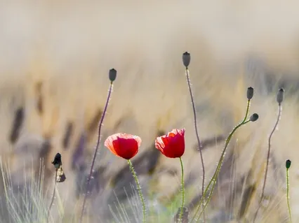 Self-Connect through Anger, Anxiety or Depression