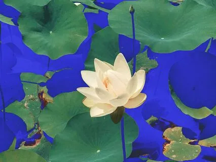 Self-Connect Visualization ~ A Lotus Of Embraces (No Music)