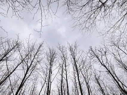 Self-Connect