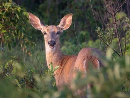 Self Critic Focusing Meditation Practice