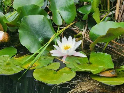 Self Discovery Meditation