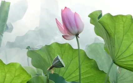 Self Esteem Mediation