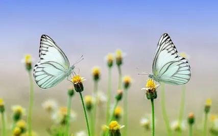 Self-Forgiveness - Guided Meditation